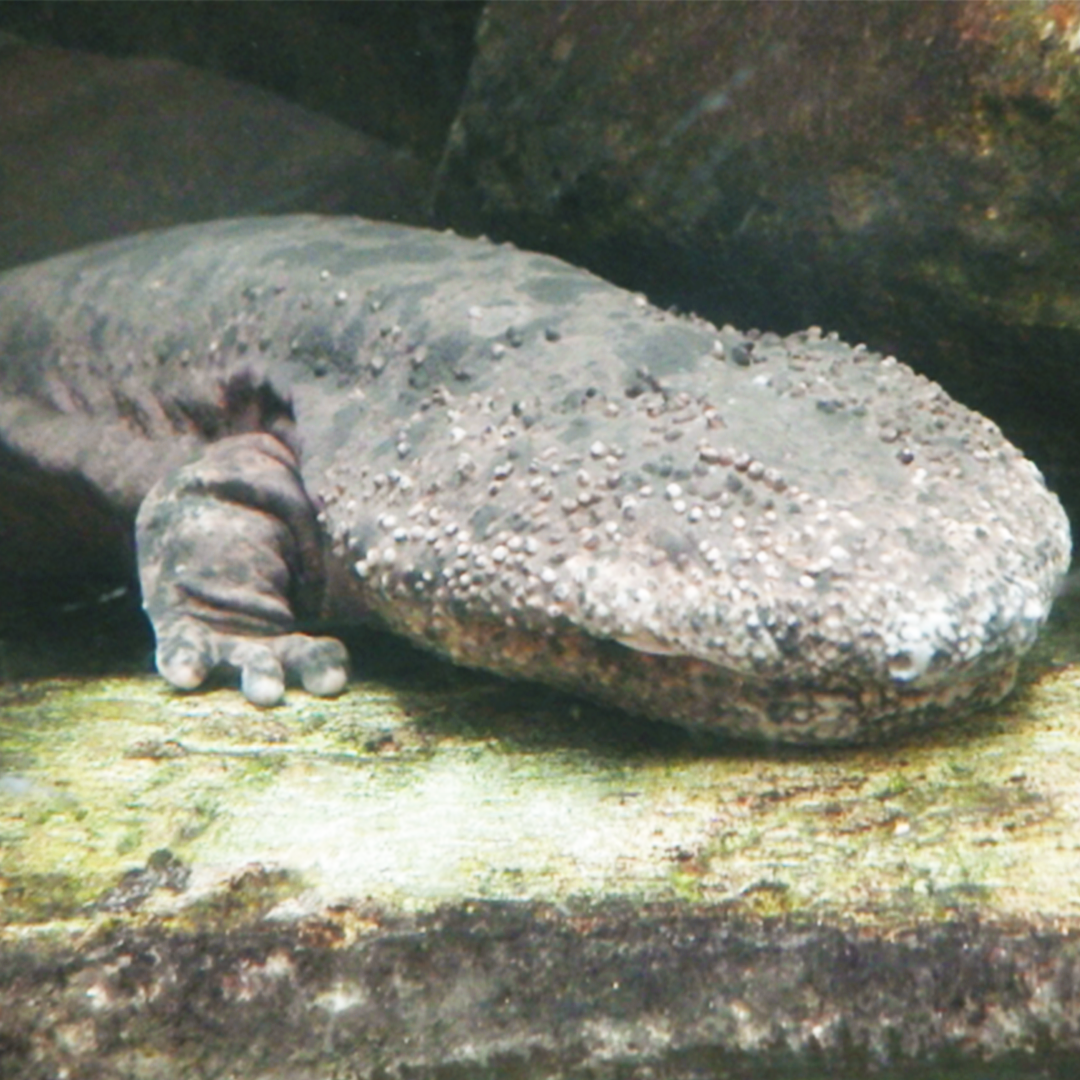 オオサンショウウオ写真01
