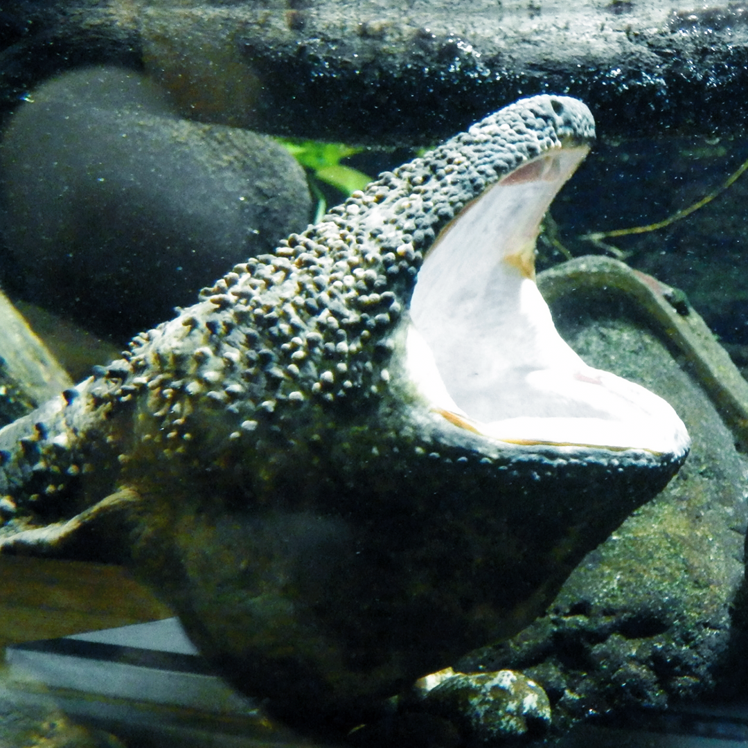 オオサンショウウオ写真02